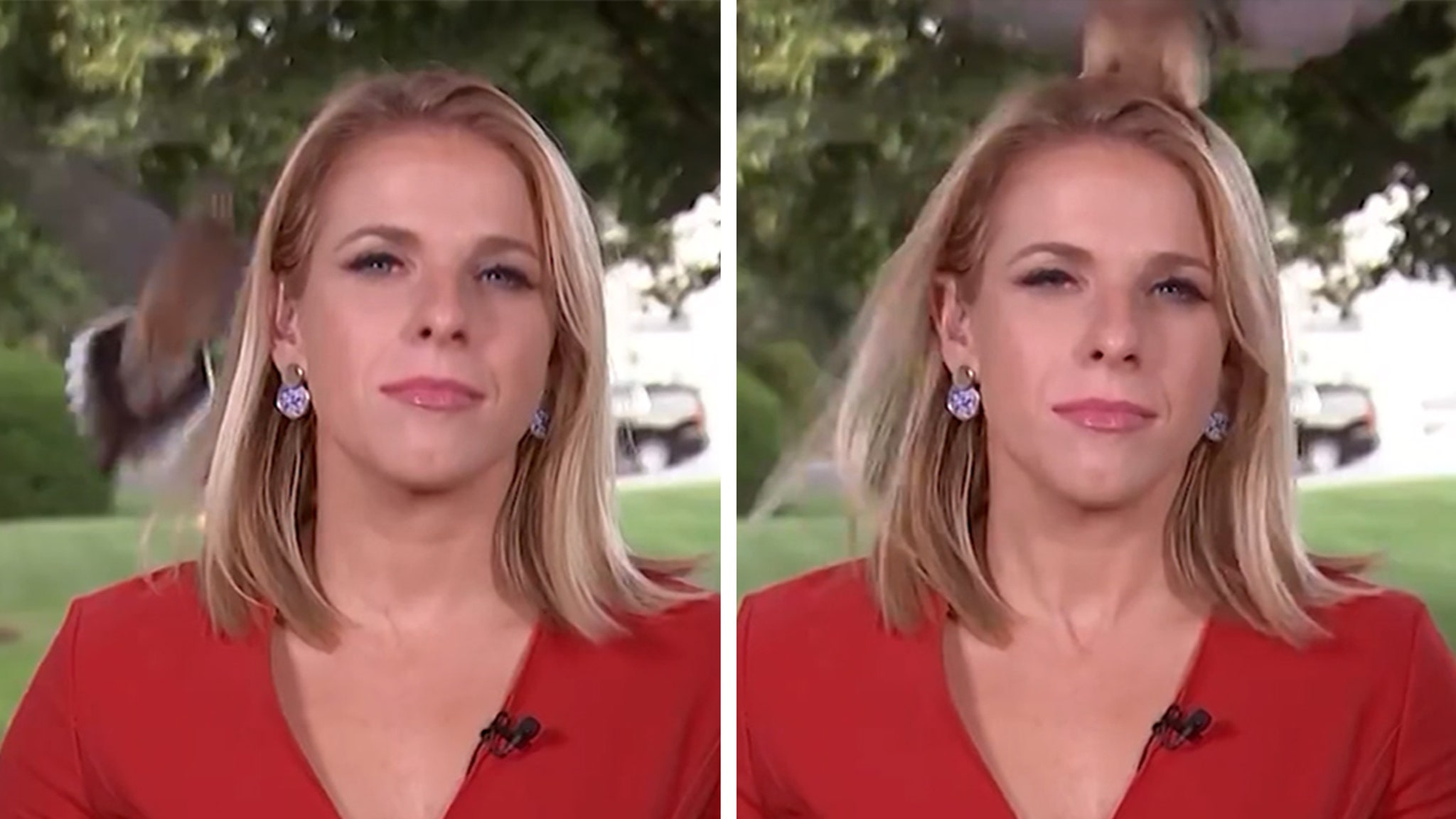 bold-bird-lands-on-reporter's-head-just-before-live-shot-outside-white-house