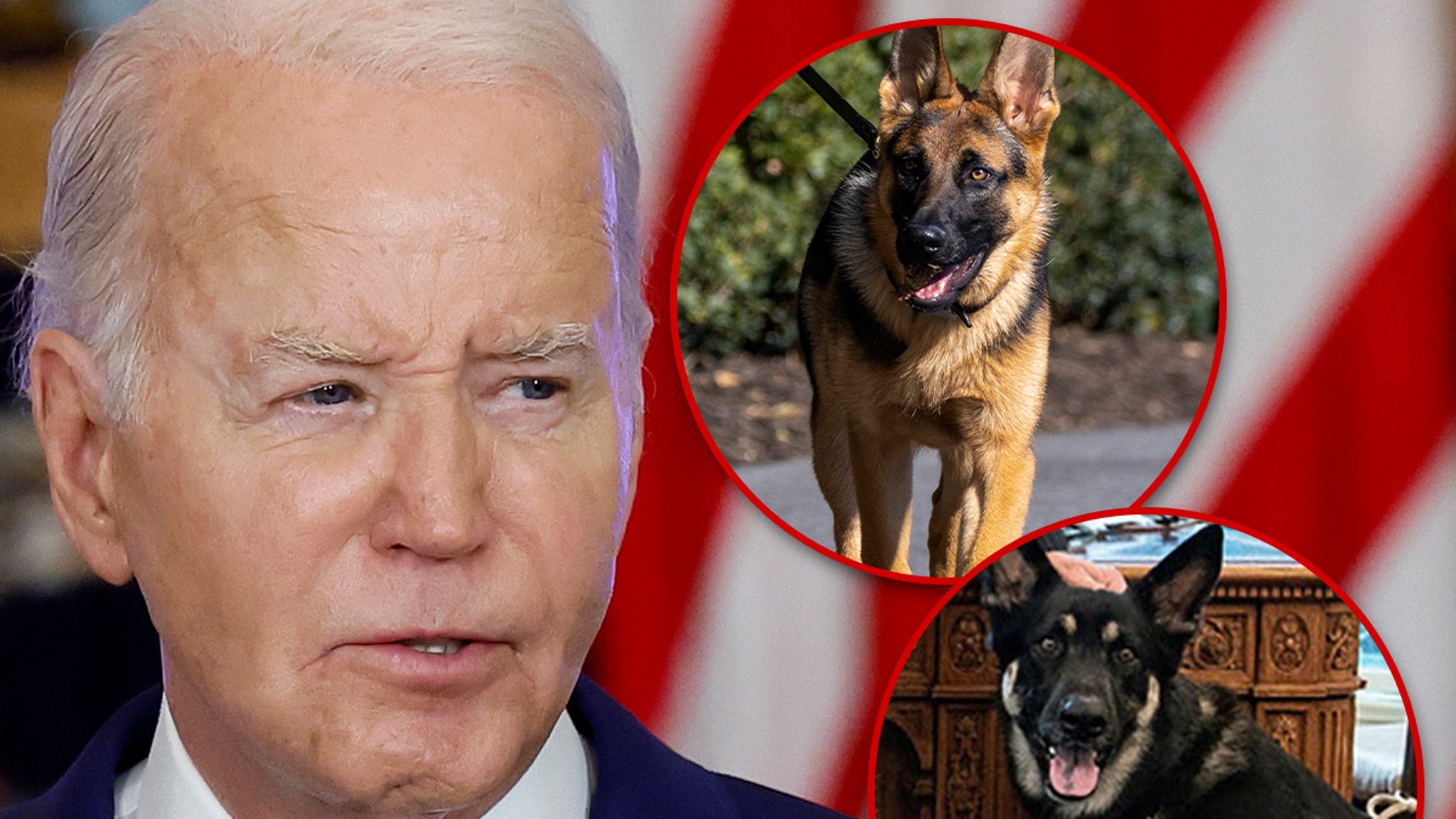 president-biden-present-for-multiple-dog-bites-on-secret-service-agents