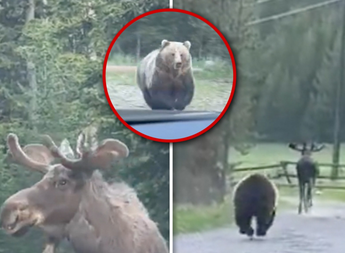 grizzly-bear-chases-down-moose-in-montana-wilderness,-crazy-video