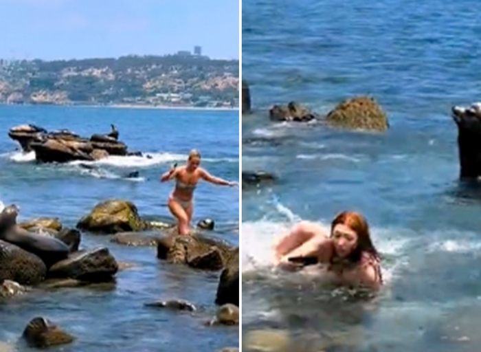 girls-chased-by-sea-lions-in-la-jolla-after-getting-too-close