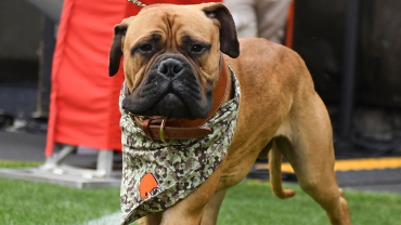 cleveland-browns-mascot-swagger-jr.-dead-at-5