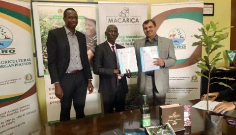 naro,-amafh-farms-sign-mou-to-boost-macadamia-production-in-uganda