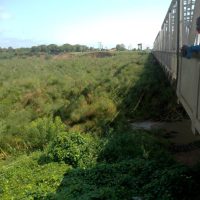 floating-vegetation-blocks-pakwach-bridge,-prompting-urgent-intervention