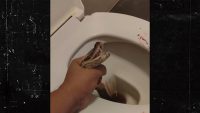 man-says-python-bit-his-balls-while-he-was-sitting-on-toilet,-shares-video