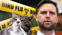 avian-bird-flu-outbreak-among-house-cats