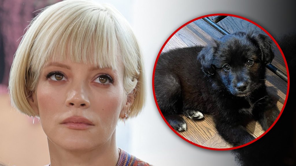 lily-allen’s-dog-rehomed,-doing-well-with-new-family,-says-rescue-group