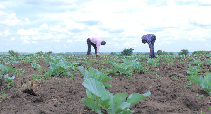 how-equity’s-ugx-130-billion-loan-book-has-helped-commercialise-small-holder-farmers-into-vibrant-agri-business-owners