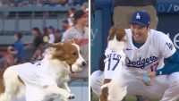 shohei-ohtani’s-dog,-decoy,-performs-perfect-first-pitch-before-dodgers-game