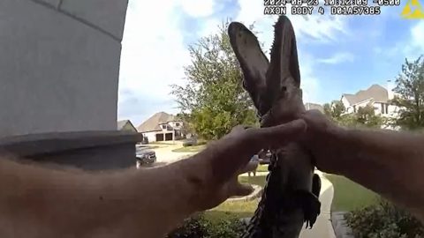 texas-cop-wrangles-alligator,-no-gloves-needed-in-body-cam-footage