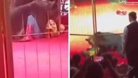 circus-trainer-mauled-by-500-lb-bear-in-front-of-horrified-children,-on-video