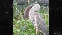 video-shows-great-blue-heron-devouring-central-park-rat-whole