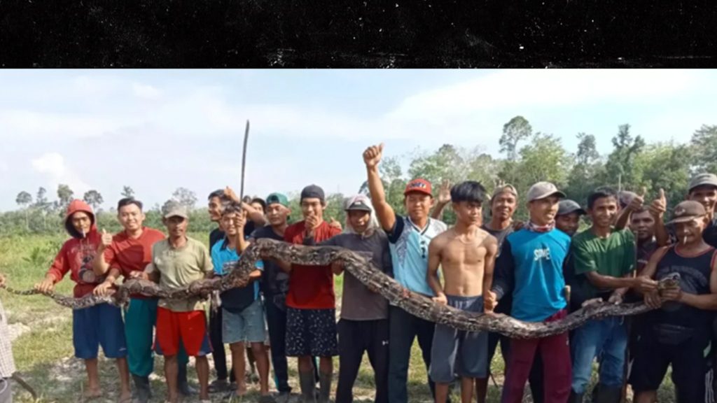 16-foot-python-crushes-grandmother-to-death,-mob-avenges-her