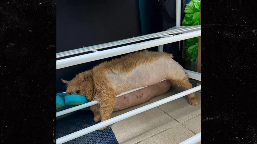 38-pound-cat-gets-stuck-in-shoe-rack-trying-to-escape-pet-diet-camp